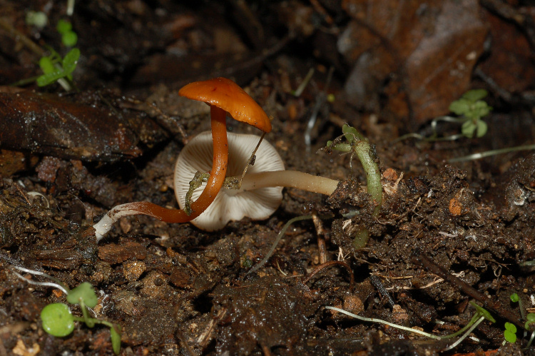 Forse un Tephrocybe?